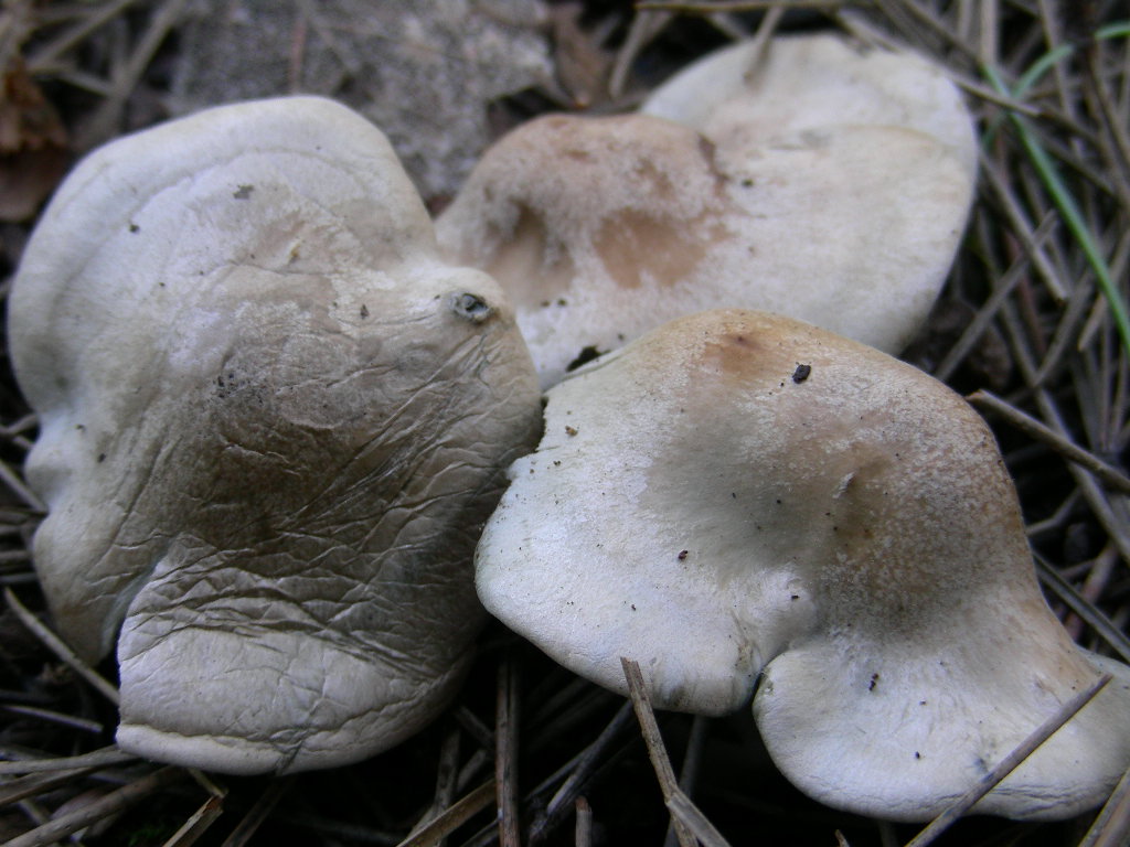 Clitocybe odora var.alba ..... in Abruzzo